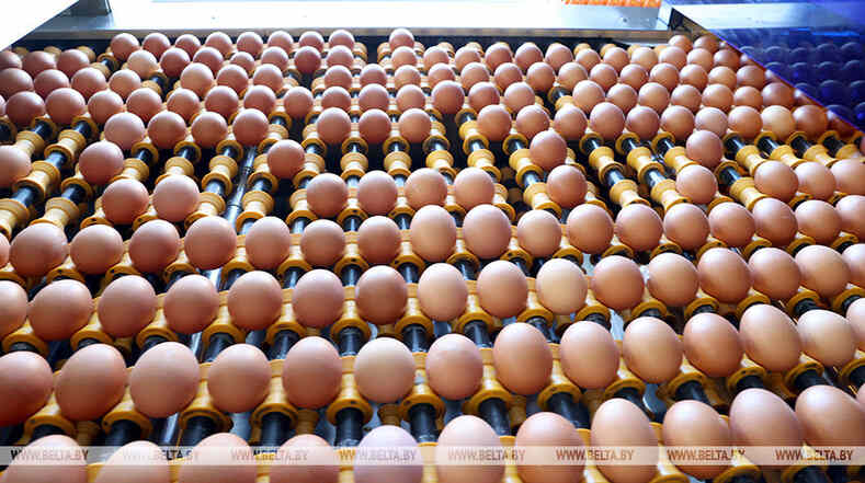 Рост производства сельхозпродукции в Беларуси